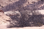 Namib1-212